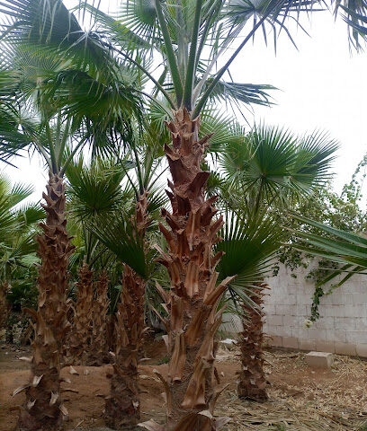 مشتل مؤسسة متانة الاعمار - Riyadh - +966 50 624 6501