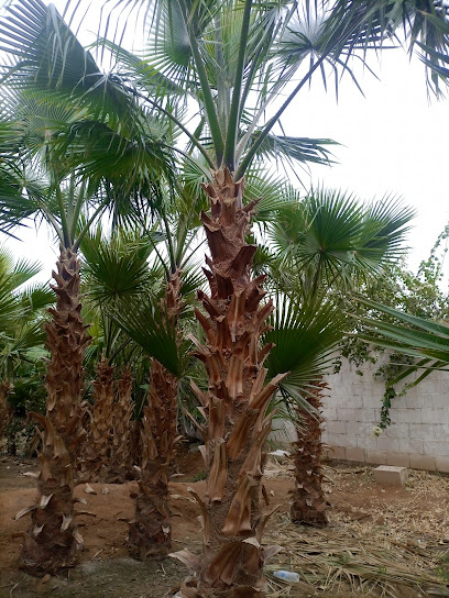 مشتل مؤسسة متانة الاعمار - Saudi Arabia|Unnamed Road
