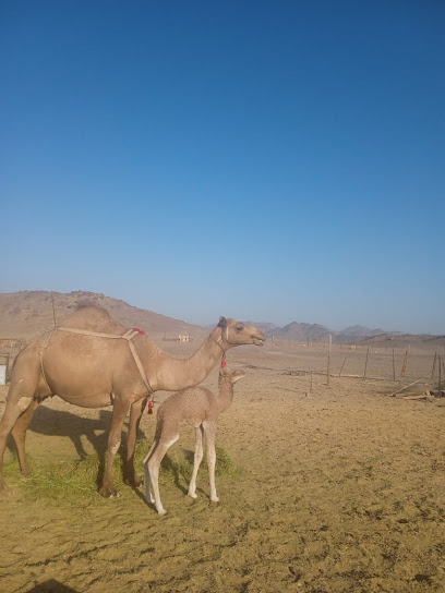 مراح فهد المغذوي - Saudi Arabia|Al Madinah Al Munawwarah 42724|طريق ينبع السريع