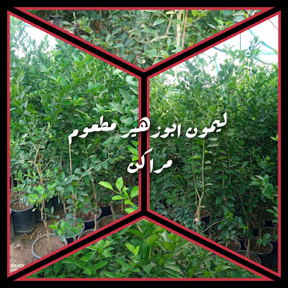 ابو القعايد - Algayed - +966 57 030 7174