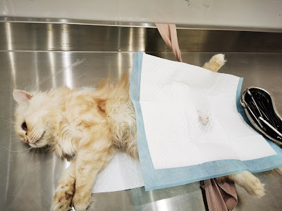 Veterinarian Pet Clinic عيادة بيطرية ارض الغابة - Riyadh - +966 50 312 5789