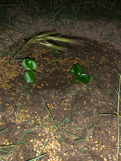 الشجرة - Mecca 24273