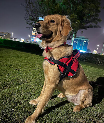 MyPet Clinic(عيادتي البيطرية) - Jeddah - +966 53 331 8616