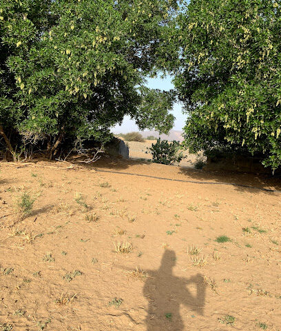 مزرعة حامد السفيري - مكة -