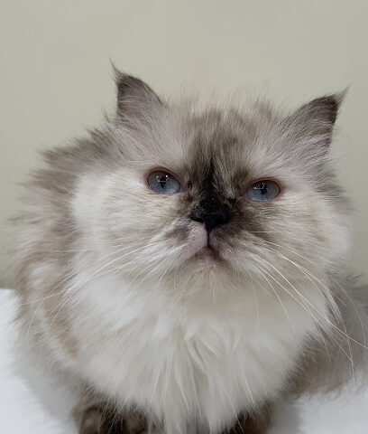 Khozaim Veterinary Clinic - Al Bukayriyah -