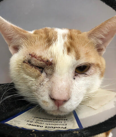 Advanced Pet Clinic - Riyadh - +966 11 263 7144