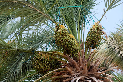 Al Mhosine Camp - Al Madinah Al Munawwarah -