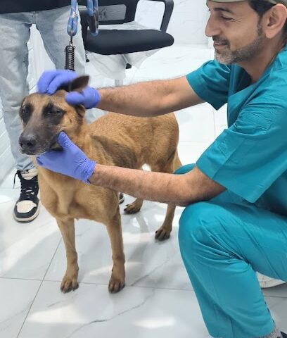 iVet pharmacy - Al Qatif - +966 56 080 9084