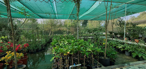 مشتل الوادي الأخضر - Al Qatif - +966 56 556 6395