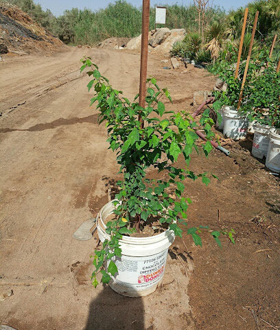 مشتل الكناري - Jeddah - +966 56 677 9549