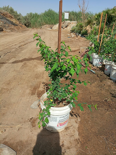 مشتل الكناري - Saudi Arabia|Jeddah 23474|J8G2+M64