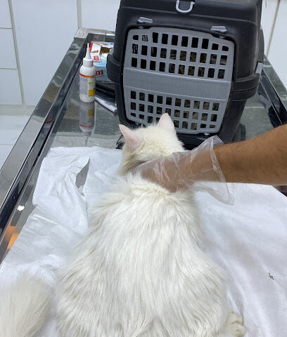 عيادة الحيوان الجميل البيطرية - Hafar Al Batin - +966 53 888 5263