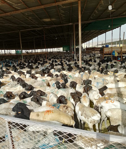 اغنام مسلخ العكيشية - Mecca -