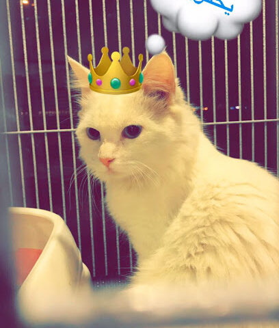 Priceless Pets - Jeddah - +966 54 040 7072