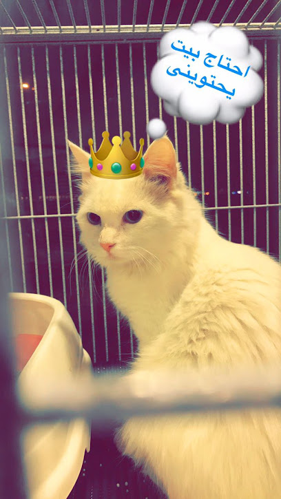Priceless Pets - Saudi Arabia|Jeddah 23816|Al Shera'a|Aabir Al Qarath St
