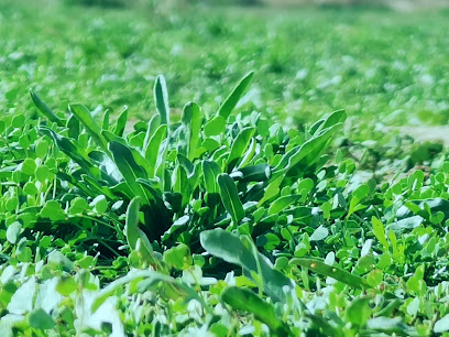 السعوي للتسويق الزراعي - Buraydah - +966 56 170 8000