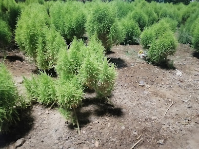 مشاتل العربيه - Al Madinah Al Munawwarah -