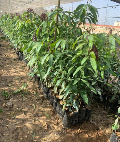 مشتل روز - Jeddah - +966 54 141 8479