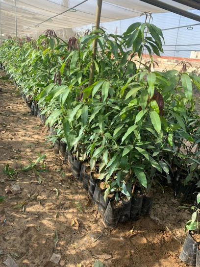 مشتل روز - Saudi Arabia|Jeddah 22365،|الفضل،|C8MV+VWP