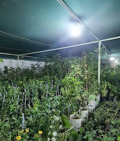 مشتل فايز عيضة - Taif -