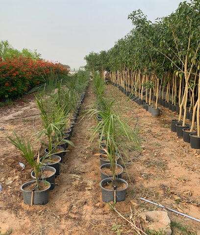 مشتل غراس نجران - Aljurbah - +966 53 357 7577