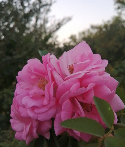 مزرعة الشيخ عبود الانصارى - حدة - +966 50 450 3545