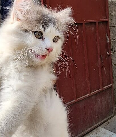 صيدليه نجم صبيا البيطريه - Sabya - +966 53 383 7854