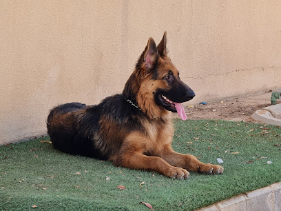 صيدليه الخليج البيطرية - Riyadh - +966 53 566 6601