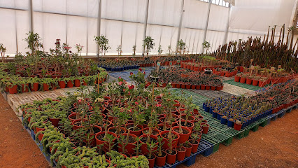 مشتل مزرعة الخضير Alkhudair Farm & Nursery - الخرج - +966 59 254 2171