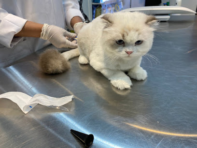 عيادة ليتل بت البيطريه | Little pet Clinic - Jeddah - +966 53 405 4641