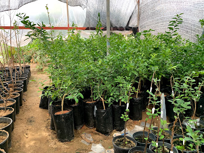 Nurseries Jaroudia Green Modern - Al Qatif - +966 55 734 4172