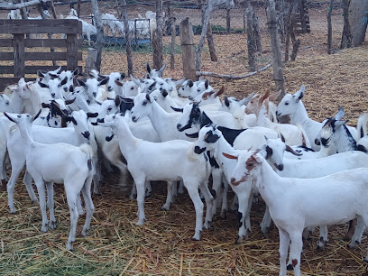 مزرعة مصعود الخرمي للاغنام وذبائح البلدي - Abu Arish - +966 56 499 5608