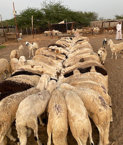 مزرعه ابو سلطان - Abu Arish - +966 53 592 5390