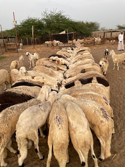 مزرعه ابو سلطان - Saudi Arabia|Abu Arish 84211|Unnamed Road
