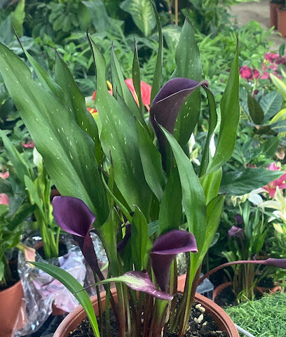 Plantsman -  - +966 59 676 3770