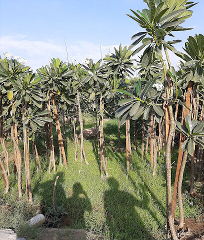 مشتل الارش/Arash Garden - Jeddah - +966 53 516 3292