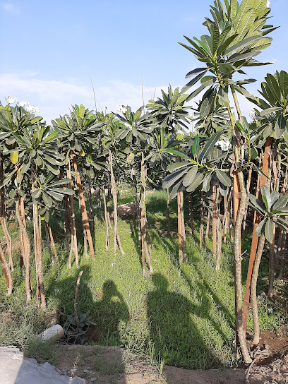 مشتل الارش/Arash Garden - Saudi Arabia|Jeddah 22234|Abujaala