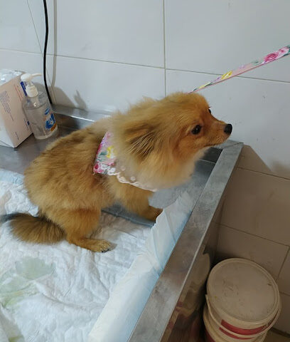 صيدلية الرعاية والعلاج البيطرية ‎ Vet Care and Cure‎ - Mecca - +966 54 543 1655