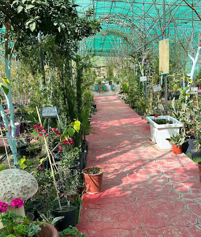 مشتل الجاكرندا - الظهارة - +966 55 476 4074