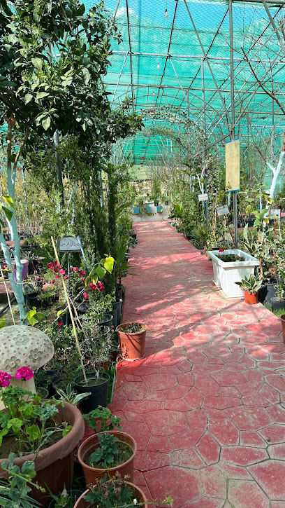 مشتل الجاكرندا - Saudi Arabia|أبها الطايف|King Faisal Rd