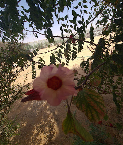 trees - Al-Kharj - +966 54 272 4434