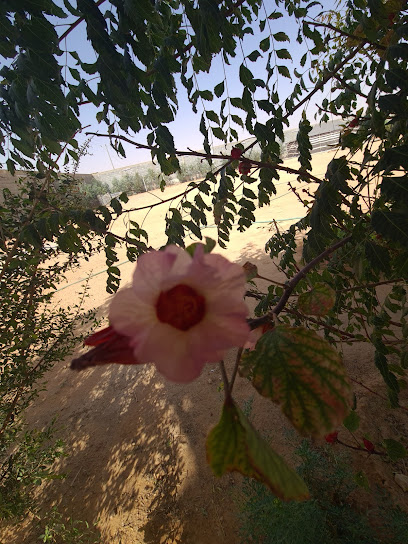 trees - Saudi Arabia|Al-Kharj 16292|7893+F2